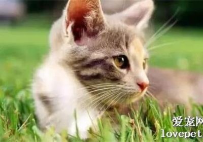 猫可否食用栗子？缩略图