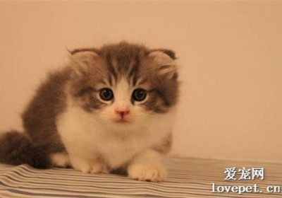 猫食用花生米是否可行？缩略图