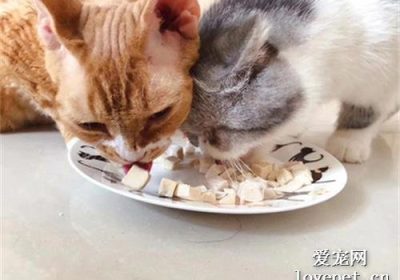 猫适合食用鸡胸肉吗？缩略图