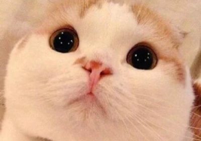 猫咪能否饮用奶茶？缩略图