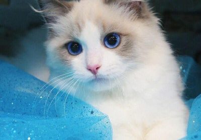 石榴适合猫咪食用吗？缩略图