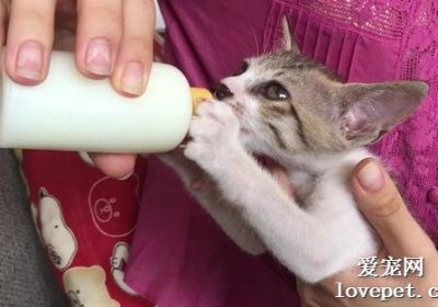猫咪能否饮用羊奶？缩略图