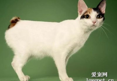 日本的猫种类有哪些？缩略图
