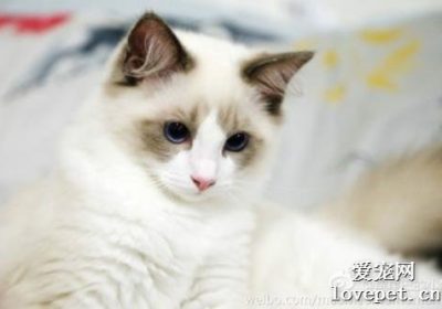 猫咪眼屎呈现红褐色可能是由什么原因引起的？缩略图