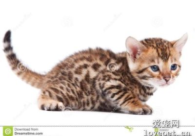 猫儿便秘致使腹部异常膨胀的原因何在？缩略图