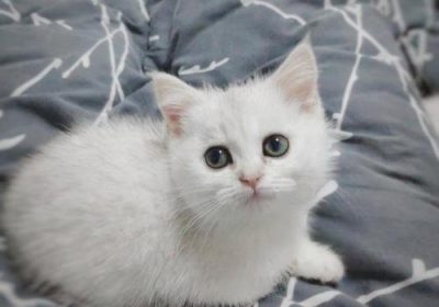 英短银渐层猫的性格特点缩略图
