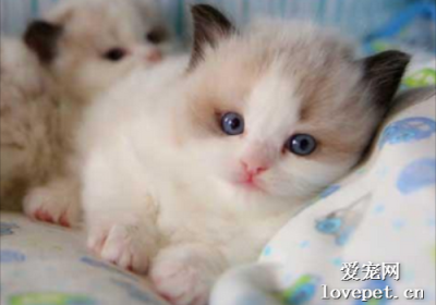 秋季如何预防猫咪患上感冒？缩略图