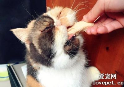 喂食猫咪鸡胸肉时应留意的要点有哪些？缩略图