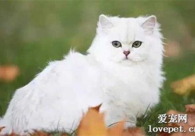 猫咪通常需要美容毛发护理吗?缩略图
