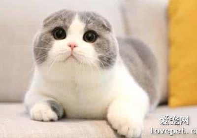 猫抓耳朵的原因是什么？缩略图