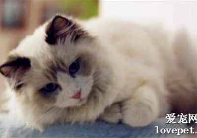 猫的感冒与鼻支病的辨识缩略图