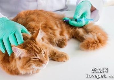 猫接种疫苗后发烧是否正常？缩略图