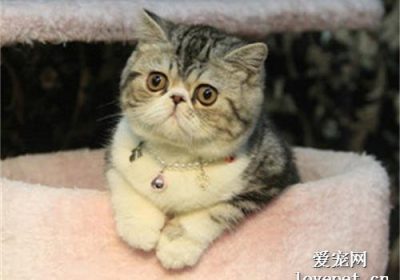适合促进小猫脸颊丰满的食物有哪些？缩略图