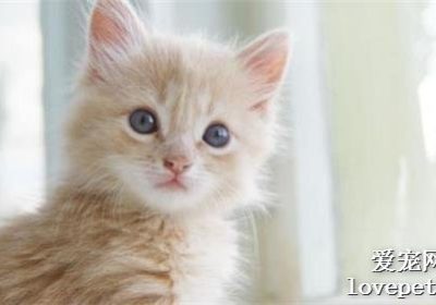 人是否会从猫咪那里感染杯状病毒？缩略图