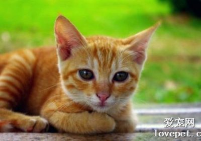 被猫抓伤是否需要注射疫苗？缩略图