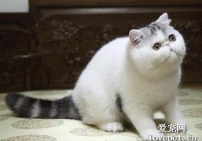 加菲猫为何失联缩略图