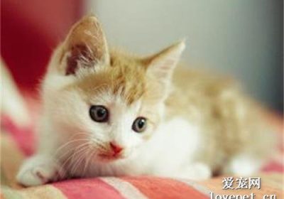 购买一只宠物店中的橘猫需要多少钱？缩略图