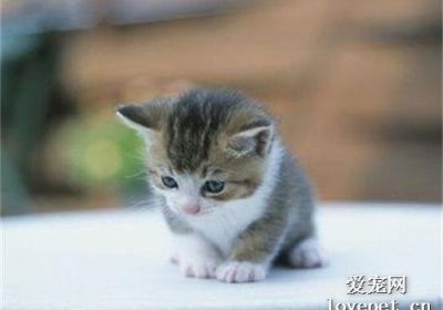 猫咪贫血应摄入哪些食物？缩略图