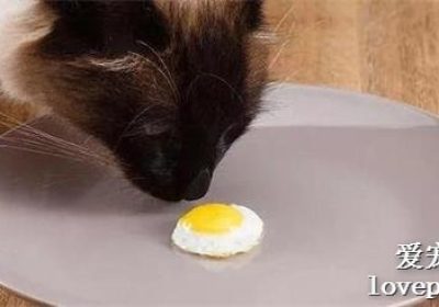 一只猫能吃多少个蛋黄？缩略图