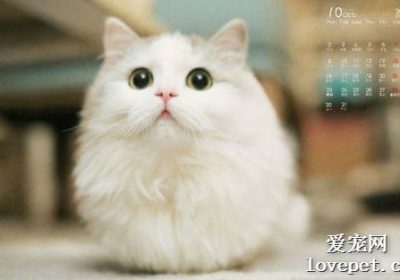 绝育后的雄猫还会长出腮帮子吗?缩略图