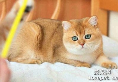 如何应对猫咪腹泻？缩略图
