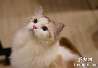 为何布偶猫会打喷嚏？缩略图
