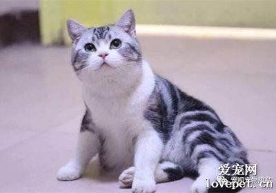 猫发情时的行为表现有哪些？缩略图