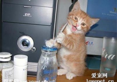 猫咪每日适宜饮用多少酸奶为宜？缩略图