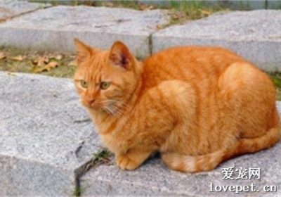 橘猫的体重能达到多少公斤？缩略图