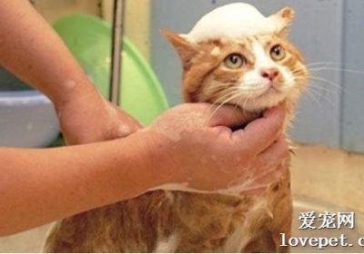 猫咪适合洗澡的年龄是多少？缩略图