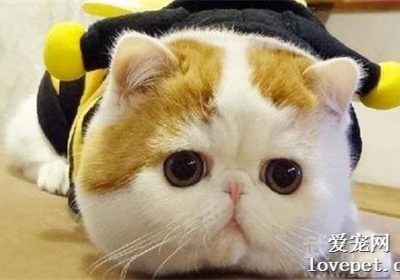猫咪口腔健康问题有哪些？缩略图