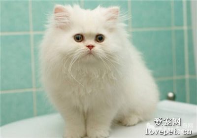 猫的尿道炎有哪些症状？缩略图