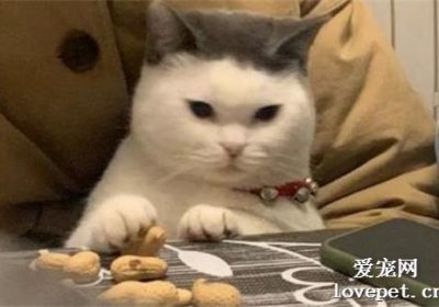 猫可以吃花生吗?缩略图