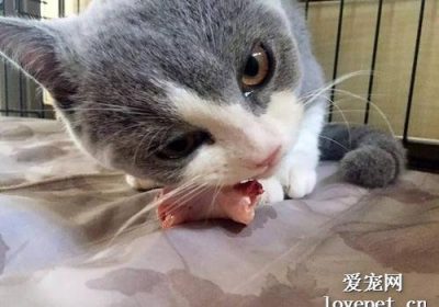 为何兽医建议避免给猫喂食未煮熟的骨肉组合缩略图