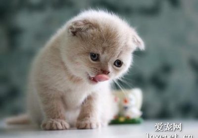 猫咪阿司匹林过量后的症状呈现缩略图