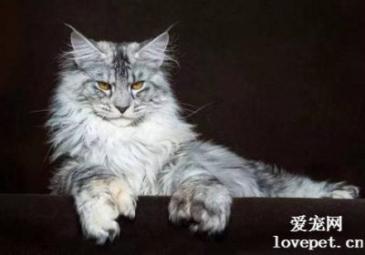 猫是弓形虫传播的源头吗？缩略图