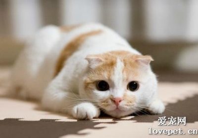 猫感染弓形虫后的表现缩略图