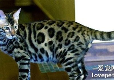 如何应对猫咪的过敏性皮肤问题？缩略图