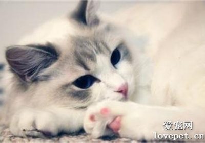 如何治疗猫的丝虫病？缩略图