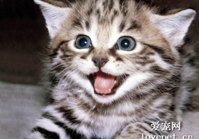 猫中暑后的症状有哪些？缩略图