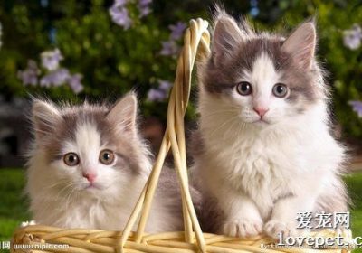 猫咪真菌感染皮肤病的症状表现有哪些？缩略图