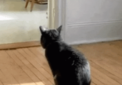 家猫排便后为何在家中狂奔？缩略图