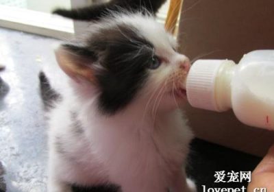 如何应对小奶猫缺乏母乳的情况？缩略图