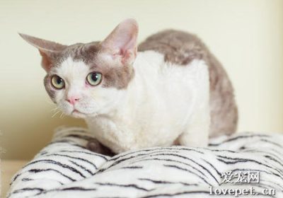 如何处理猫咪的直肠脱出？缩略图