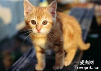 断奶期小猫为何死亡率较高？缩略图