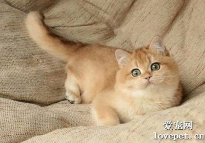 如何辨别橘猫与金渐层的外貌差异？缩略图