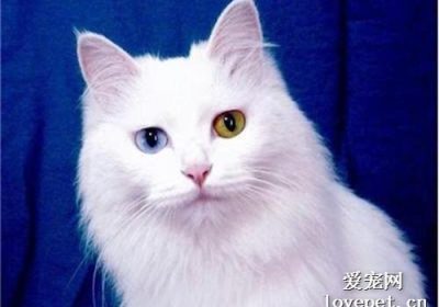 如何判断波斯猫的纯种血统？缩略图