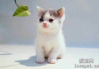 英国短毛猫选购指南及价格参考缩略图