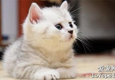 猫癣的识别症状有哪些?缩略图