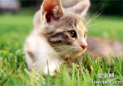 猫咪腹泻的原因是什么？缩略图